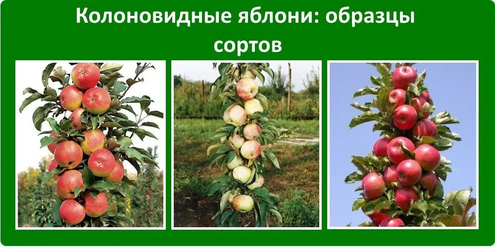 Колоновидные яблони Колоновидные яблони