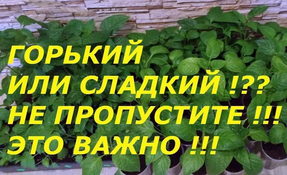Что делать, если перепутали сладкий и горький перец при посадке?