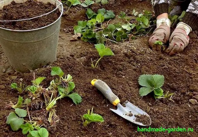 Где лучше высаживать клубнику