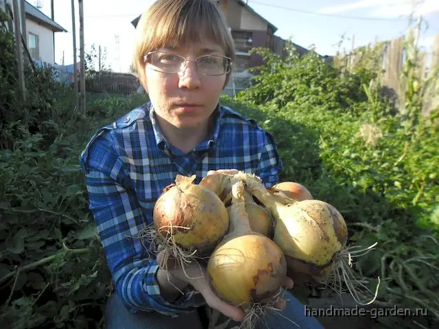 Посадка и выращивание лука китайским способом
