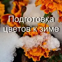 Ошибки при подготовке цветов к зиме