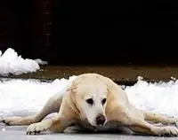 Лед на дорожках в саду и во дворе
