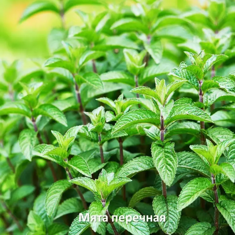 Перечная мята Перечная мята