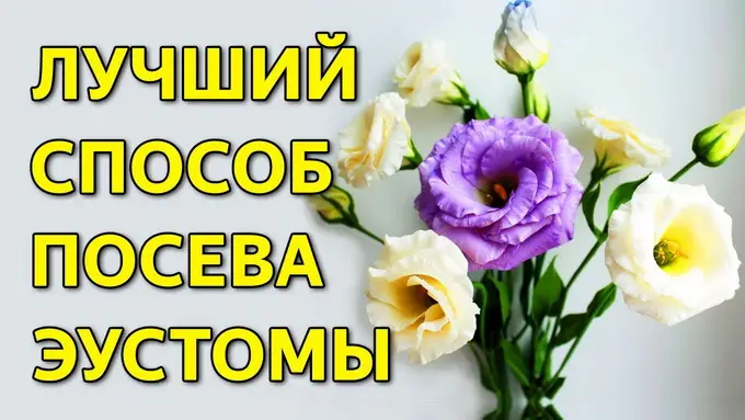 Уход за эустомой в открытом грунте Уход за эустомой в открытом грунте