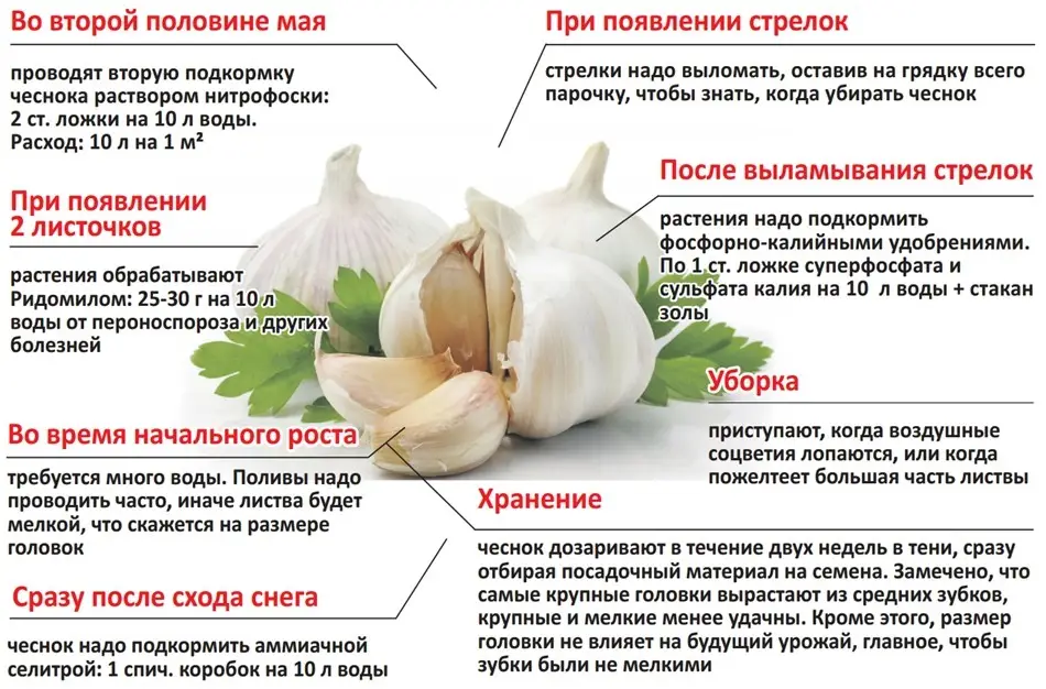 самые популярные виды и сорта чеснока