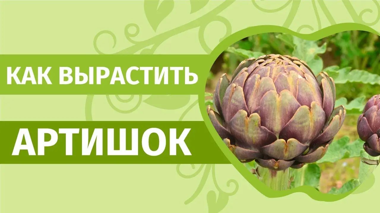 Артишок. Как вырастить царский деликатес - артишок на своей грядке