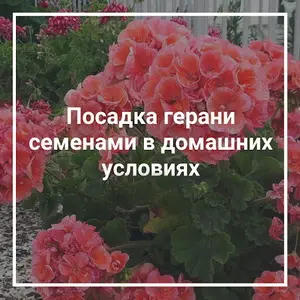 Размножение герани семенами