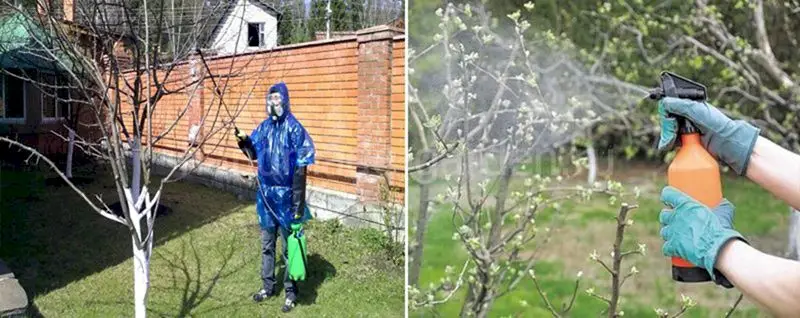 Этапы и сроки весенней обработки яблонь от болезней и вредителей