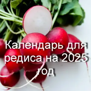 Лунный посевной календарь для редиса на 2025 год