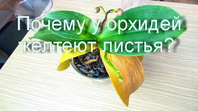Желтизна листьев орхидеи Желтизна листьев орхидеи