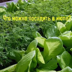 Какие овощи можно посадить летом на грядку на даче