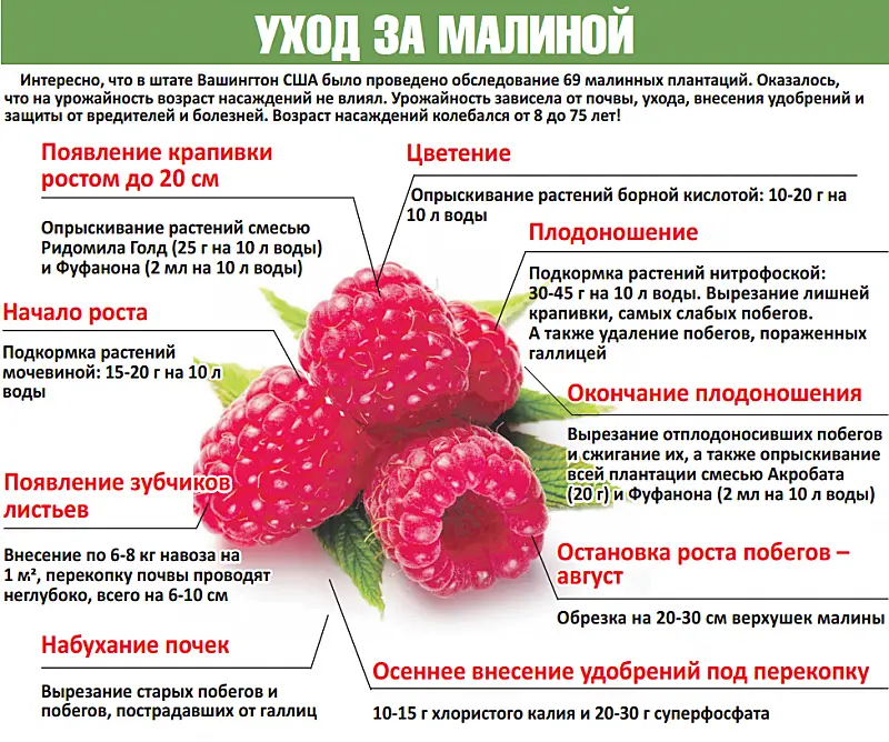 Когда подкармливать малину?