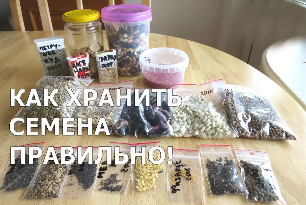 Контейнеры для хранения семян – узнайте о хранении семян в контейнерах Контейнеры для хранения семян – узнайте о хранении семян в контейнерах