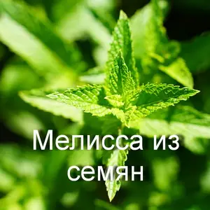Как вырастить мелиссу из семян: пошаговый гид для дачников