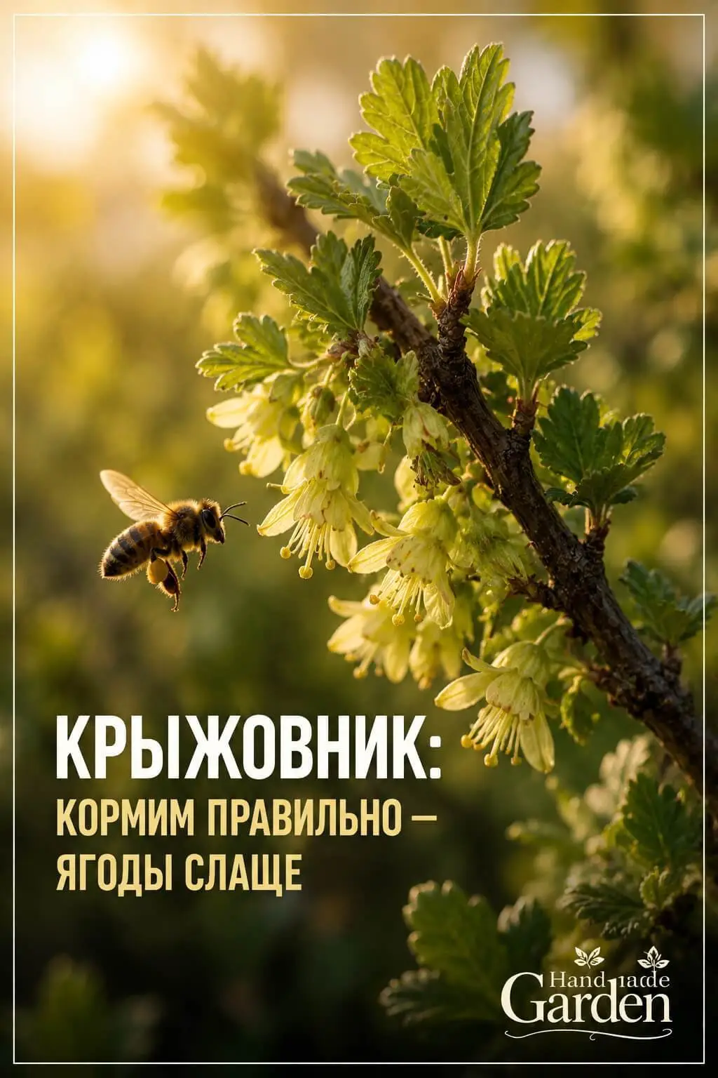 Подкормка крыжовника