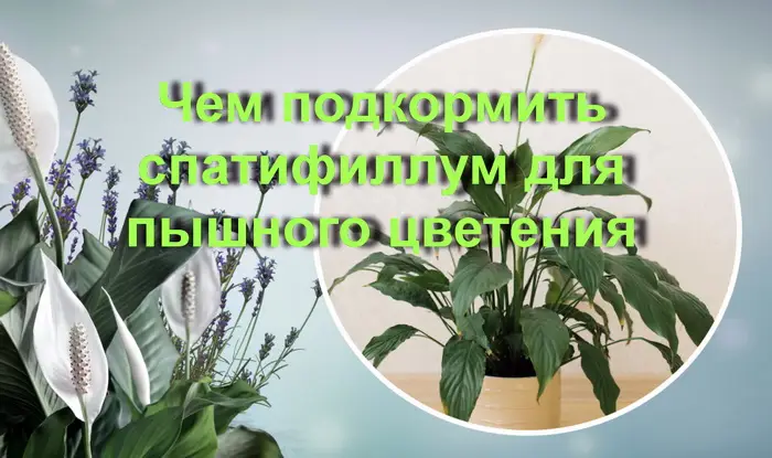 Подкормка для спатифиллума в домашних условиях Подкормка для спатифиллума в домашних условиях