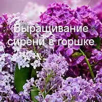 Выращивание сирени в горшке