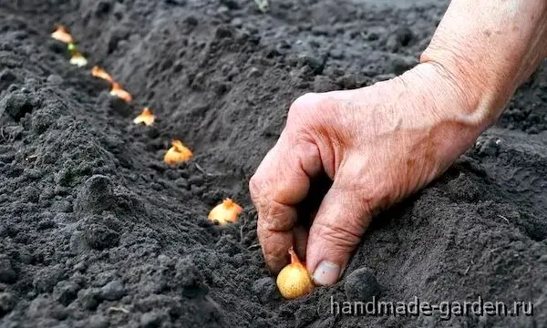 Посадка лука по лунному календарю в 2023 году Посадка лука по лунному календарю в 2023 году