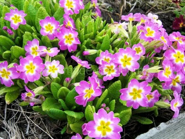 Лучшие сорта примулы Лучшие сорта примулы