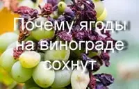 Почему ягоды на винограде сохнут