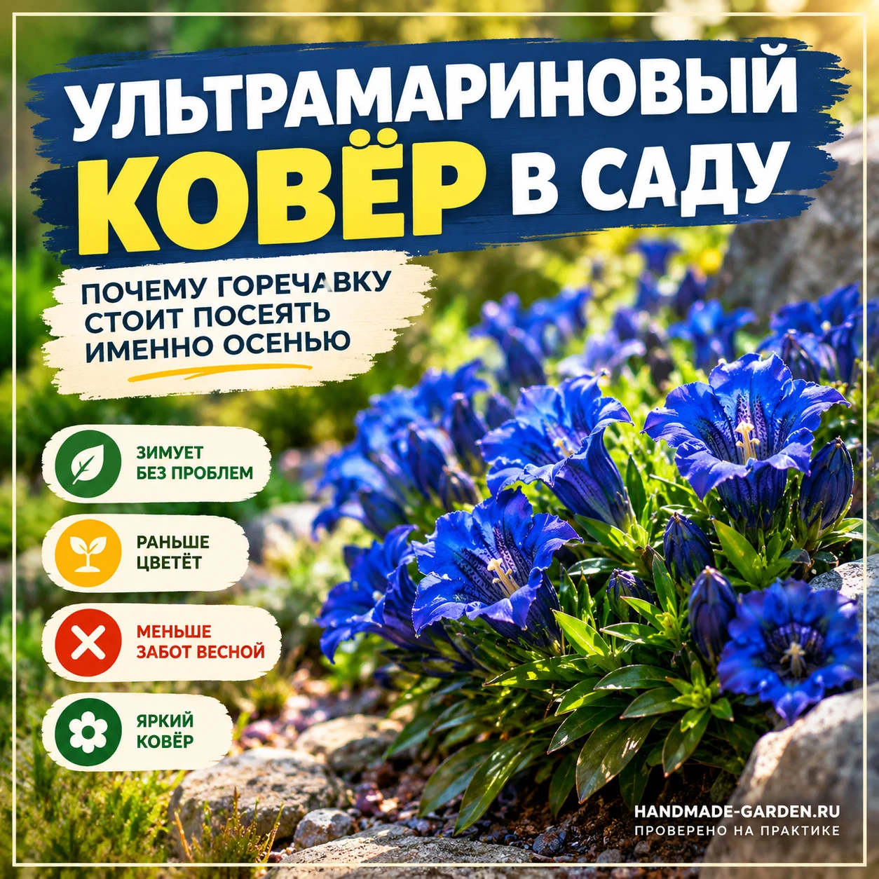 горечавка крупноцветковая - посадил правильно, не залил, не перекормил и оставил расти
