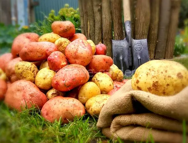 Когда можно выкапывать картошку после цветения в августе Когда можно выкапывать картошку после цветения в августе