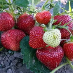 Подкормка клубники дрожжами: рецепты удобрений