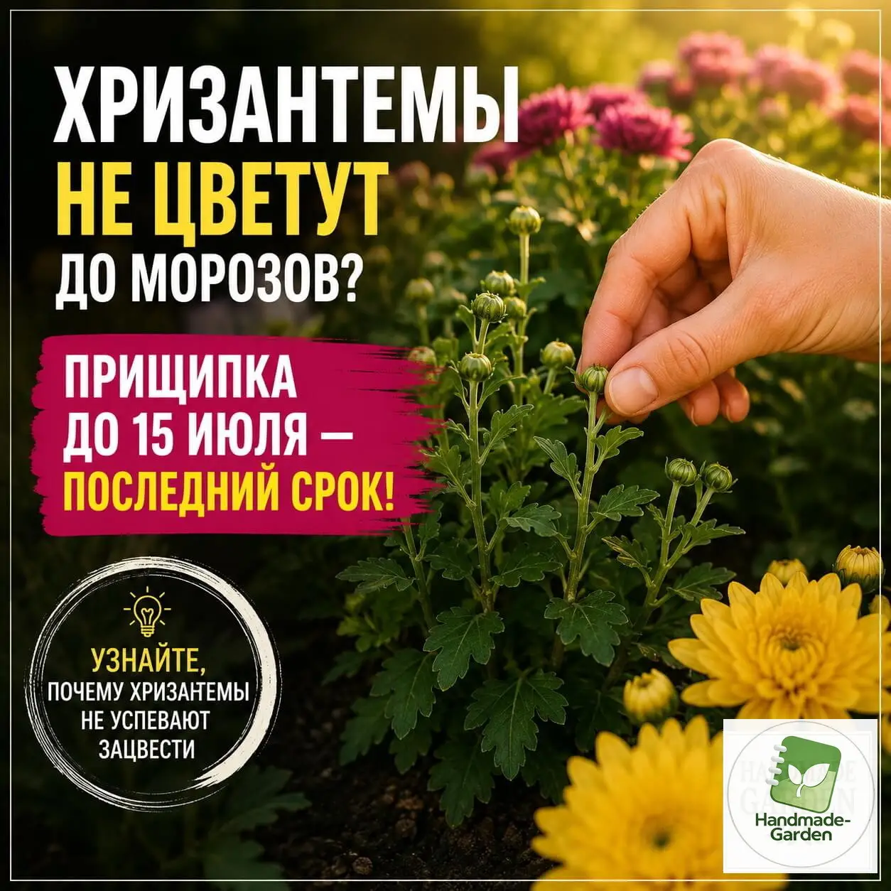 Хризантемы не цветут до морозов? Прищипка до 15 июля &mdash; последний срок