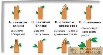 Обрезка деревьев