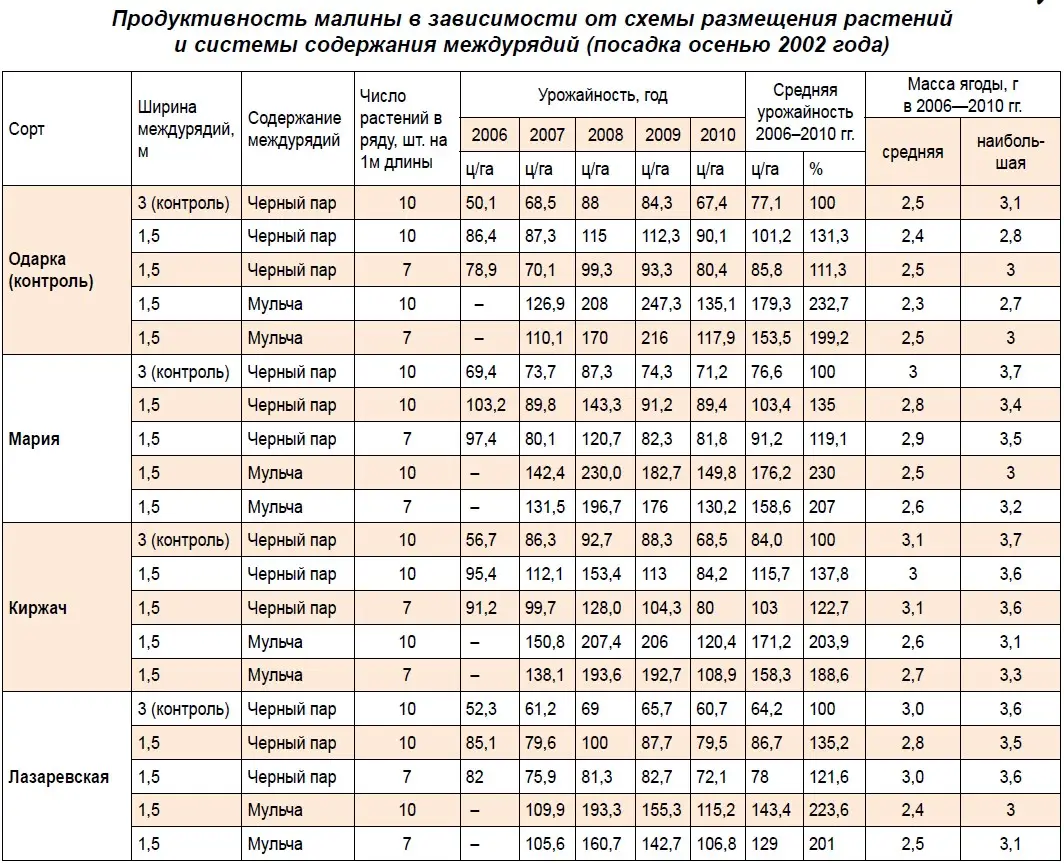 Личный опыт выращивания малины