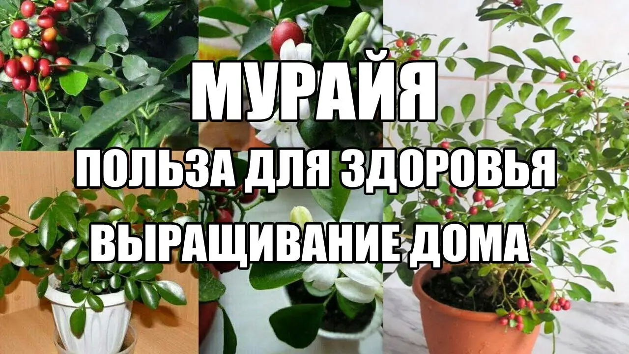 Правильный уход за муррайей метельчатой в домашних условиях