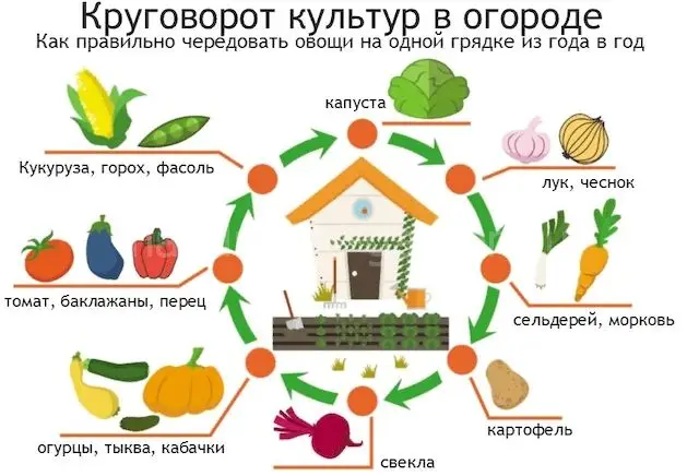 Что высадить после уборки раннего картофеля Что высадить после уборки раннего картофеля