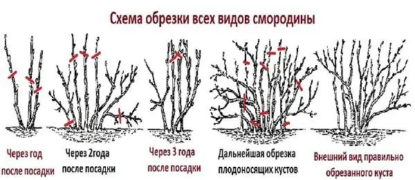 Обрезка черной смородины по годам