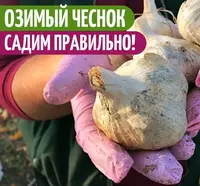 Как сажать озимый чеснок