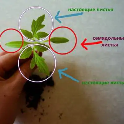 Простая и понятная инструкция по пикировке томатов для начинающих