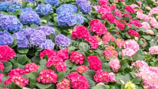 Как поливать гортензию, чтобы на одном кусту были разного цвета цветы Как поливать гортензию, чтобы на одном кусту были разного цвета цветы