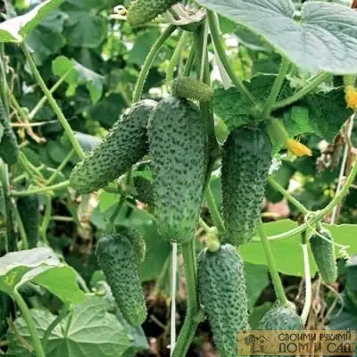 уход за огурцами