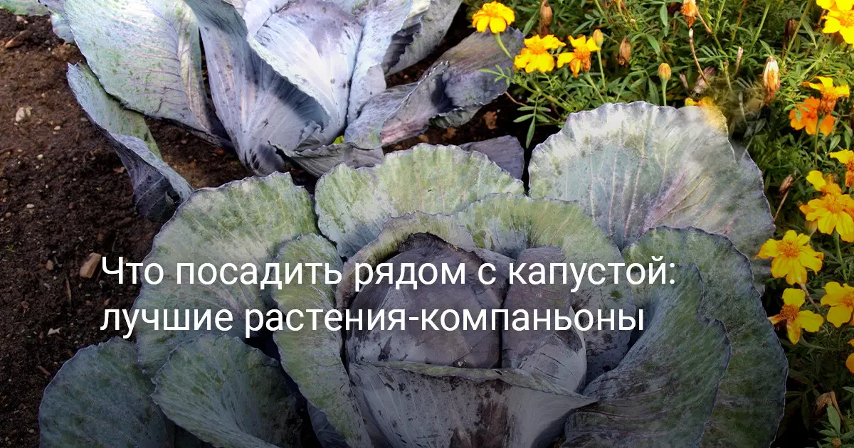 Правила совместного выращивания растений с капустой Правила совместного выращивания растений с капустой