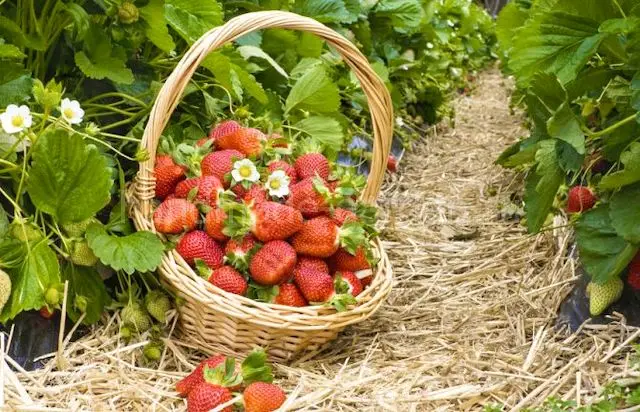 Как поливать мульчированную клубнику?