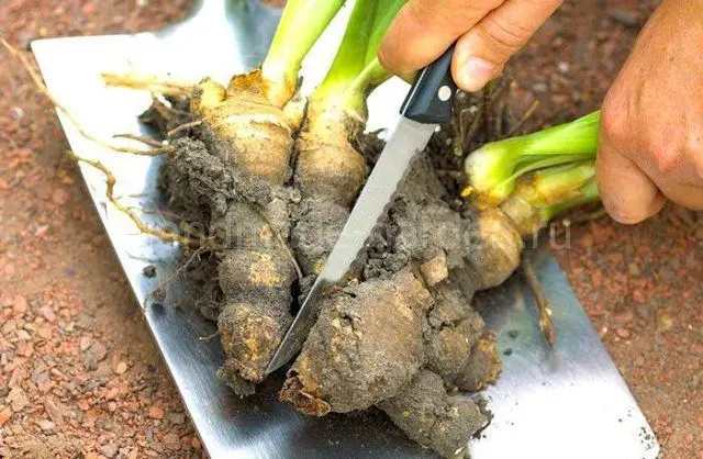 Нужно ли выкапывать клубни на зиму? Нужно ли выкапывать клубни на зиму?