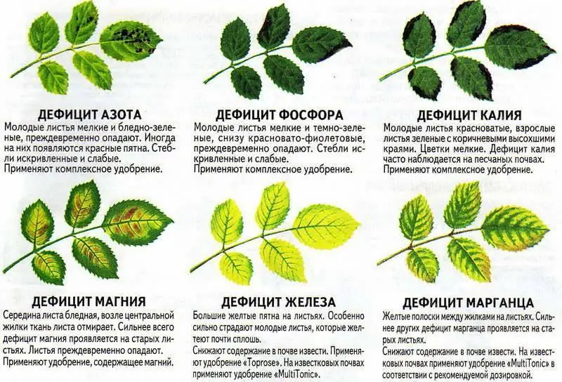 Почему гортензии становятся коричневыми? Болезни гортензии определим по фото