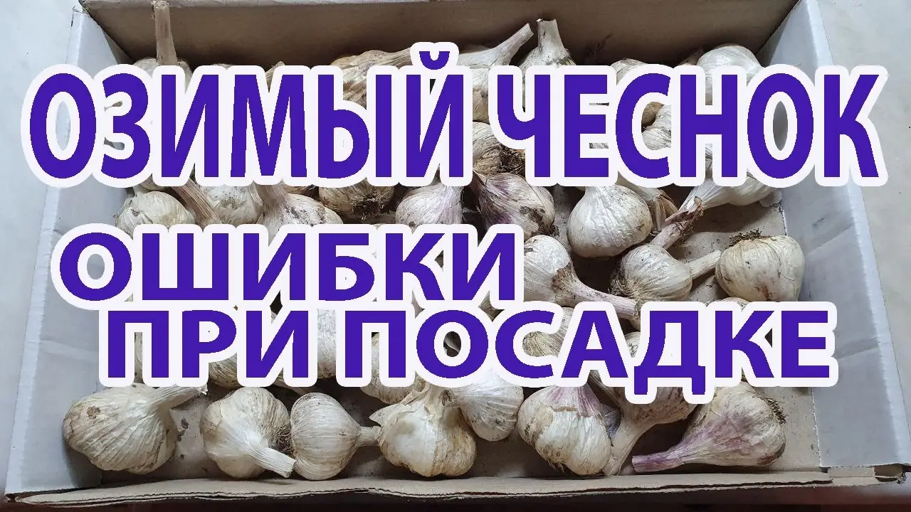 Обычно озимый чеснок созревает в июле Обычно озимый чеснок созревает в июле