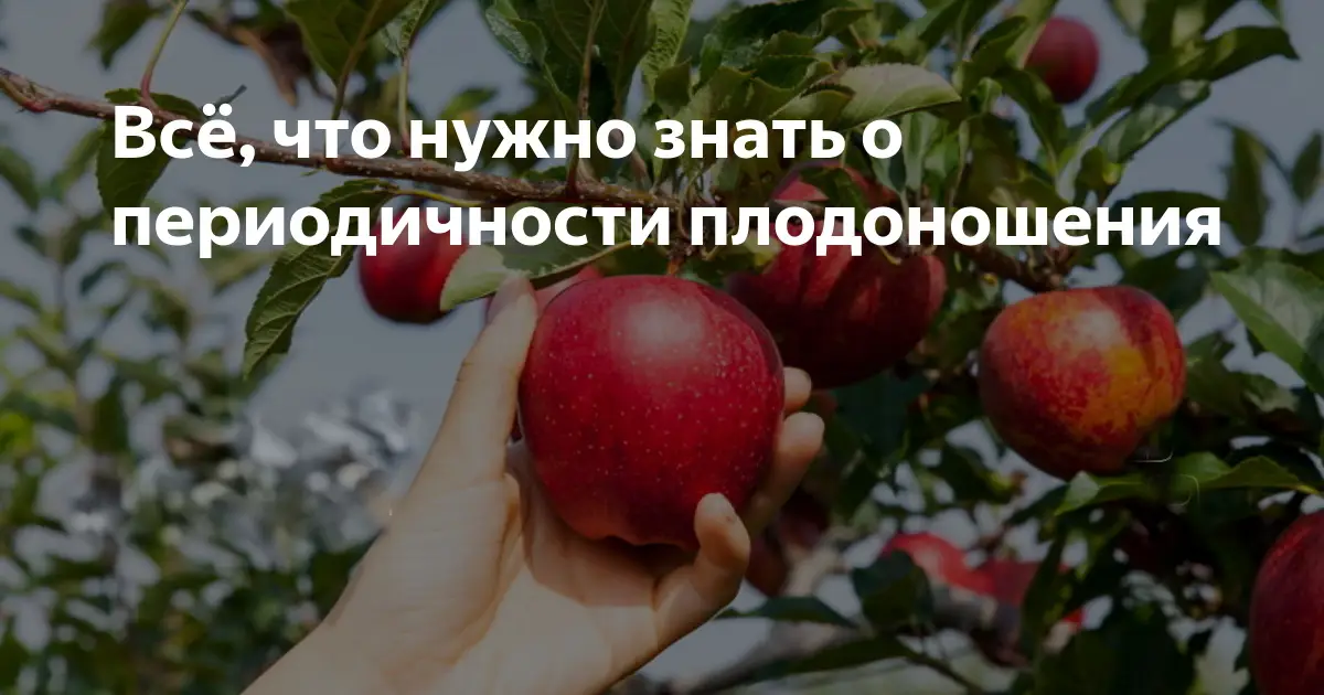 Способы устранения периодичности плодоношения Способы устранения периодичности плодоношения