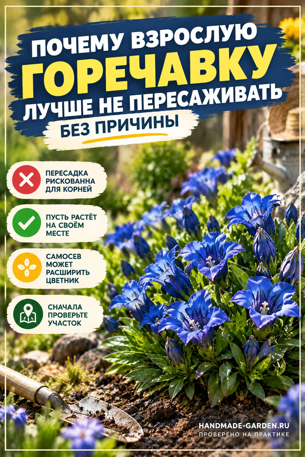 Горечавку крупноцветковую выращивают из семян