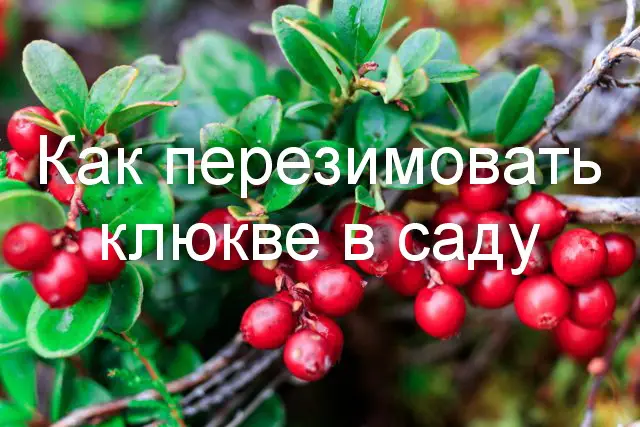 Как ухаживать за клюквой? Как ухаживать за клюквой?