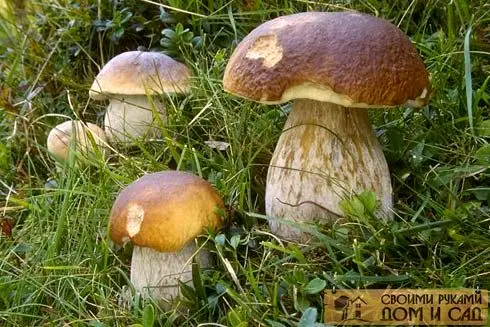 Грибы на даче
