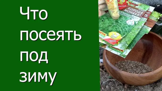 Сроки посева укропа под зиму Сроки посева укропа под зиму