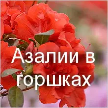 Азалии в горшках