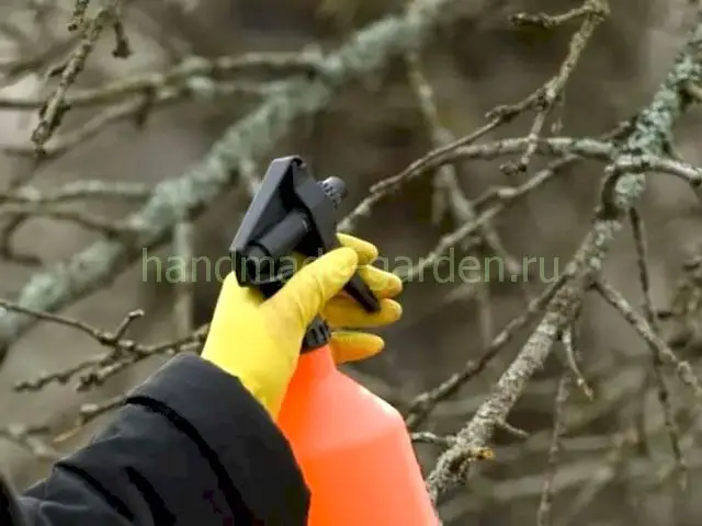 В каких случаях обрабатывают яблони осенью В каких случаях обрабатывают яблони осенью