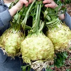 рассада сельдерея